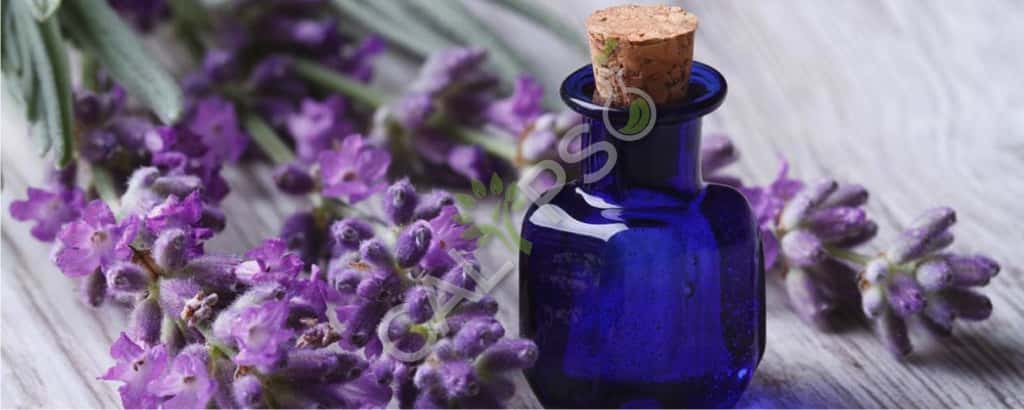 Lavendel Absolute olievoordelen